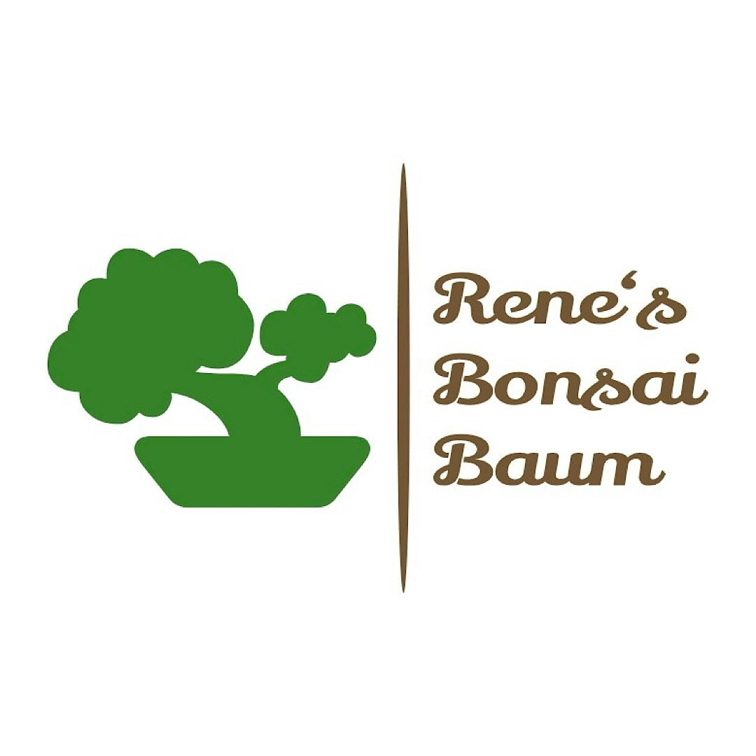 Über Rene‘s Bonsai Baum
