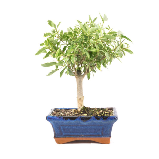 Ovalblättriger Liguster Buntblättrig ‚Ligustrum ovalifolium variegatum‘