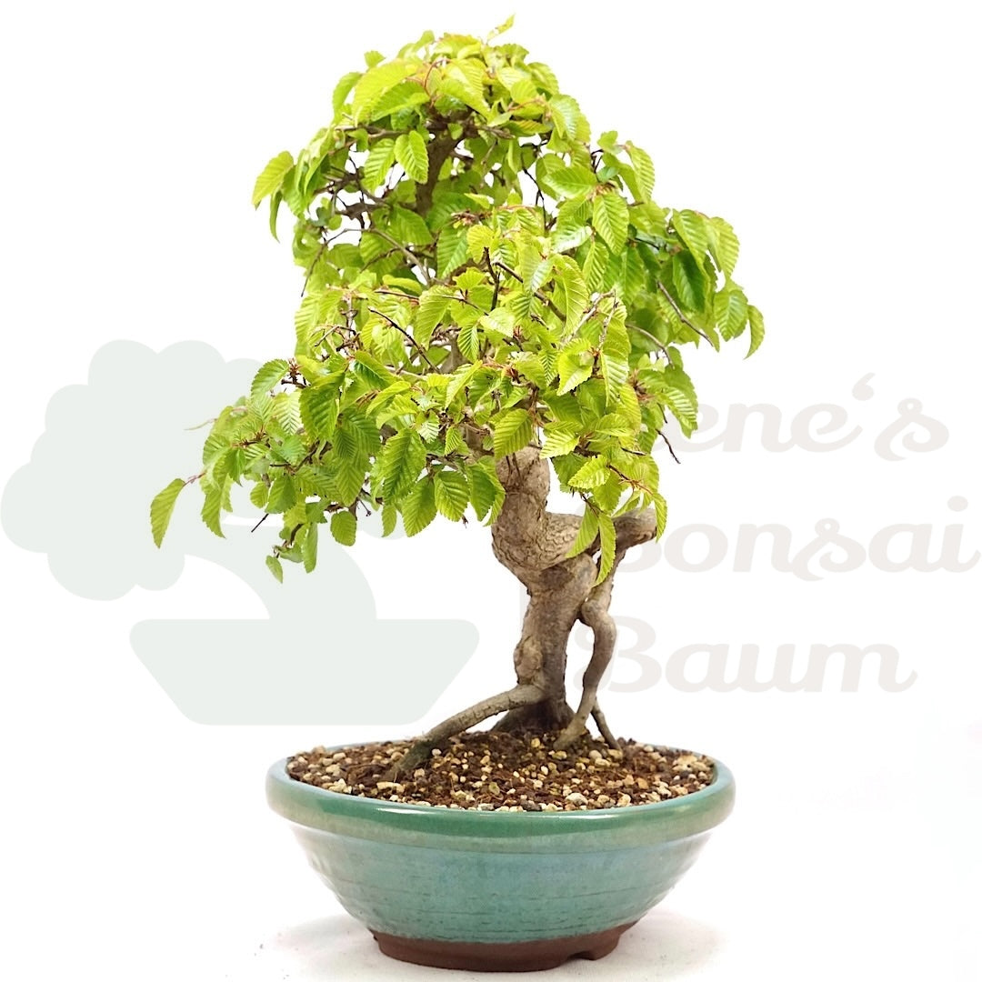 Koreanische Hainbuche ‚Carpinus turczaninowi‘
