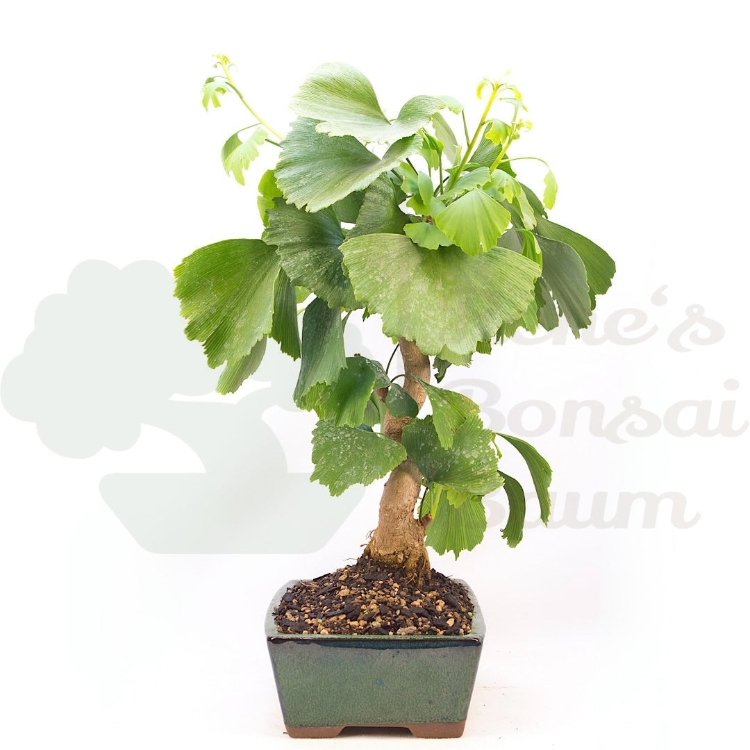 Ginkgo biloba 'Fächerblattbaum'