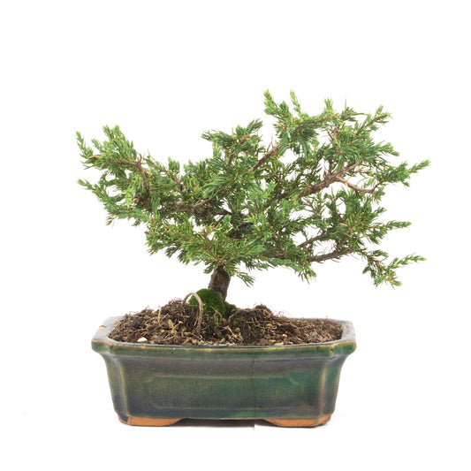 Kissen Wacholder 'Juniperus procumbens Nana'