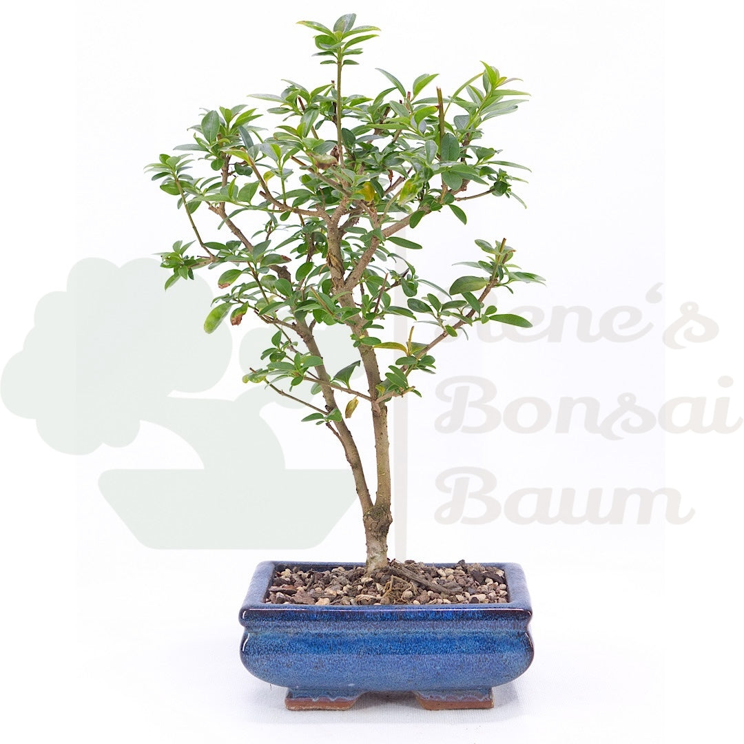 Gewöhnlichen Liguster ‚Ligustrum vulgare‘