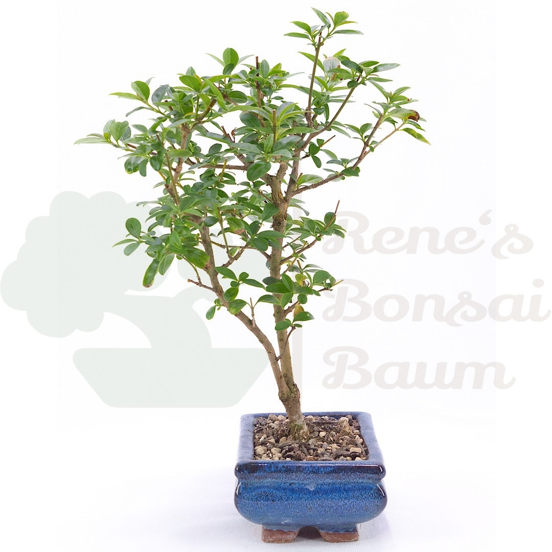 Gewöhnlichen Liguster ‚Ligustrum vulgare‘