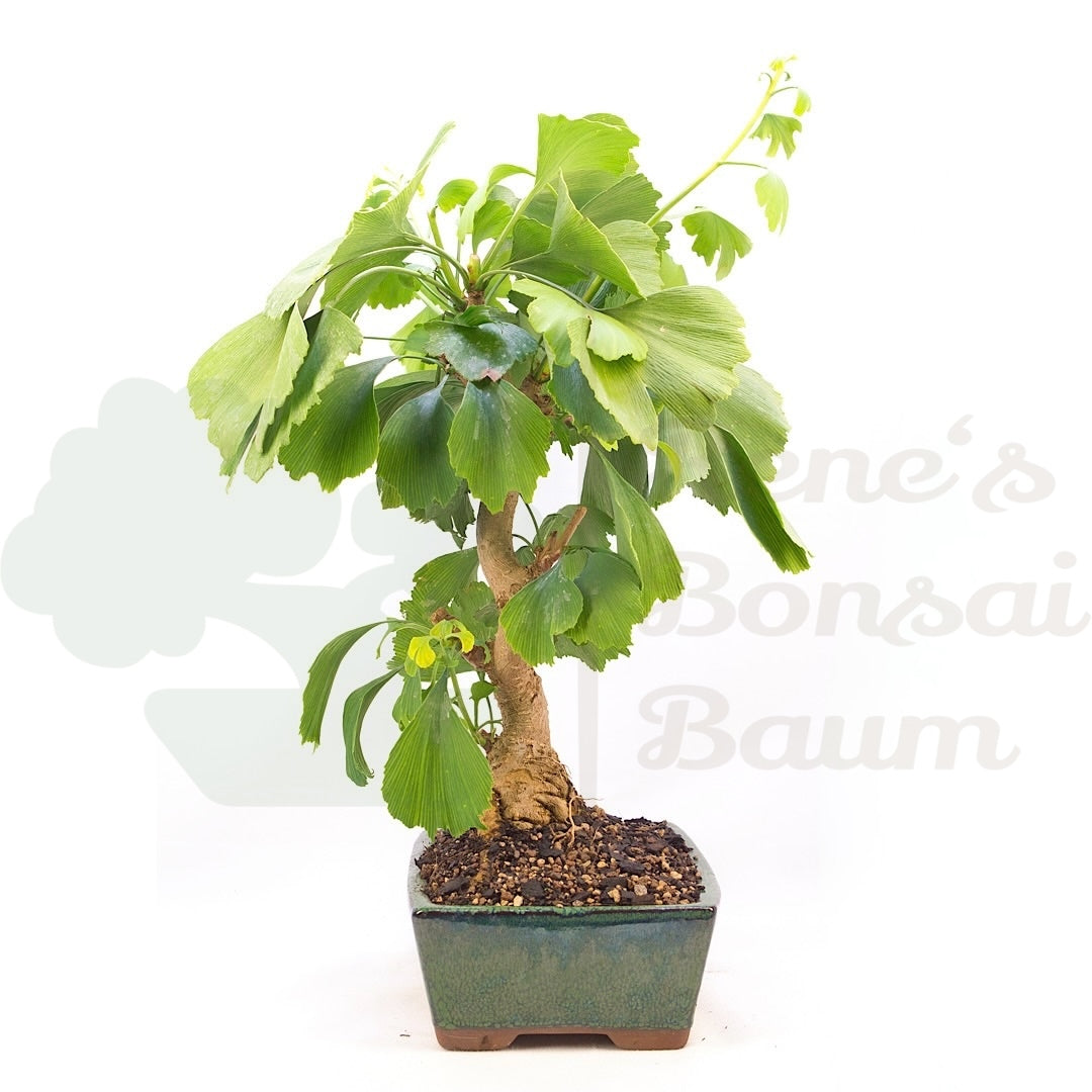 Ginkgo biloba 'Fächerblattbaum'