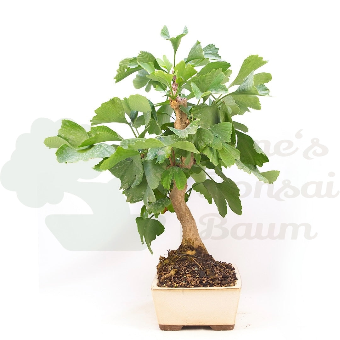 Ginkgo biloba 'Fächerblattbaum'