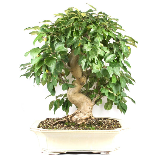 Zierapfel 'Malus spec.'