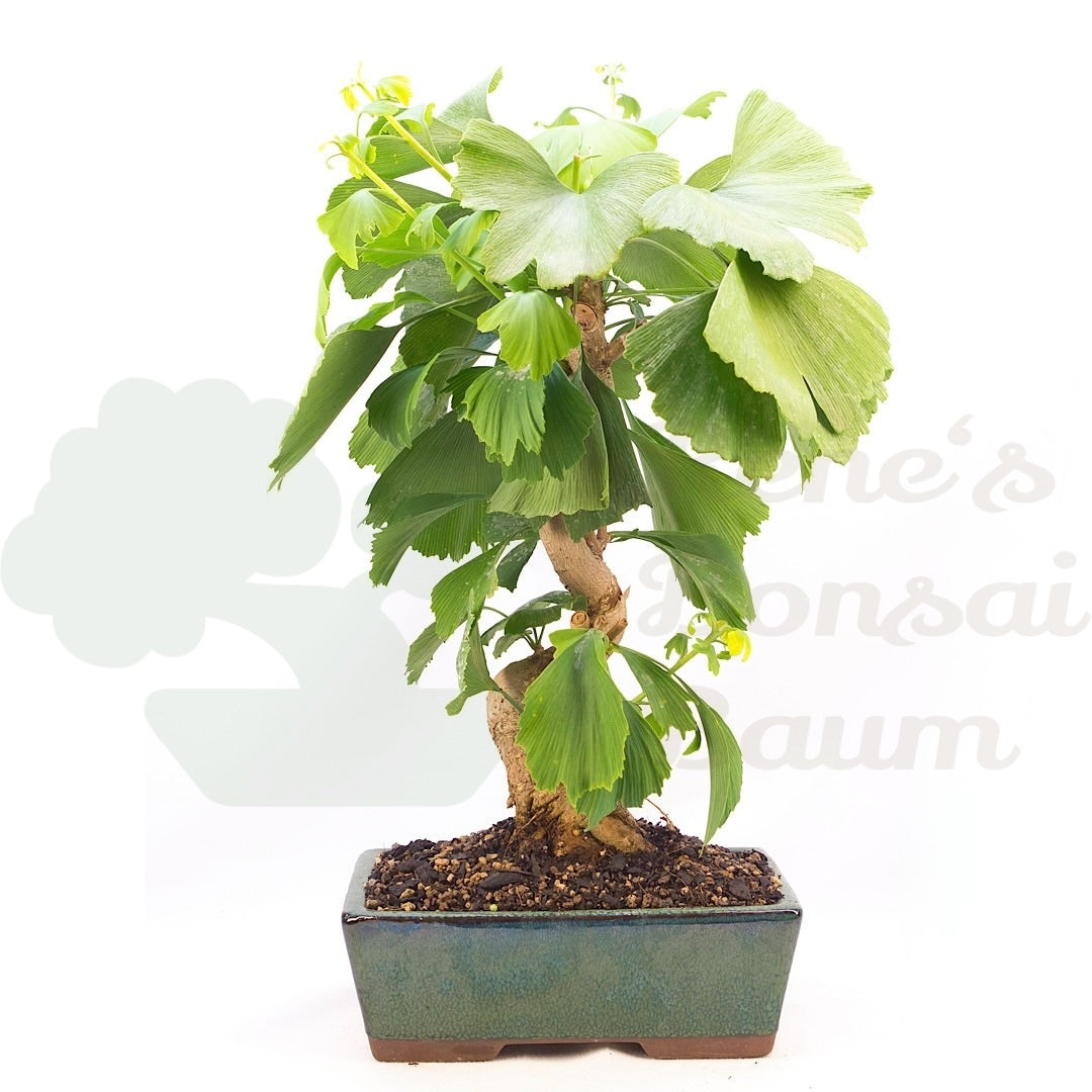Ginkgo biloba 'Fächerblattbaum'