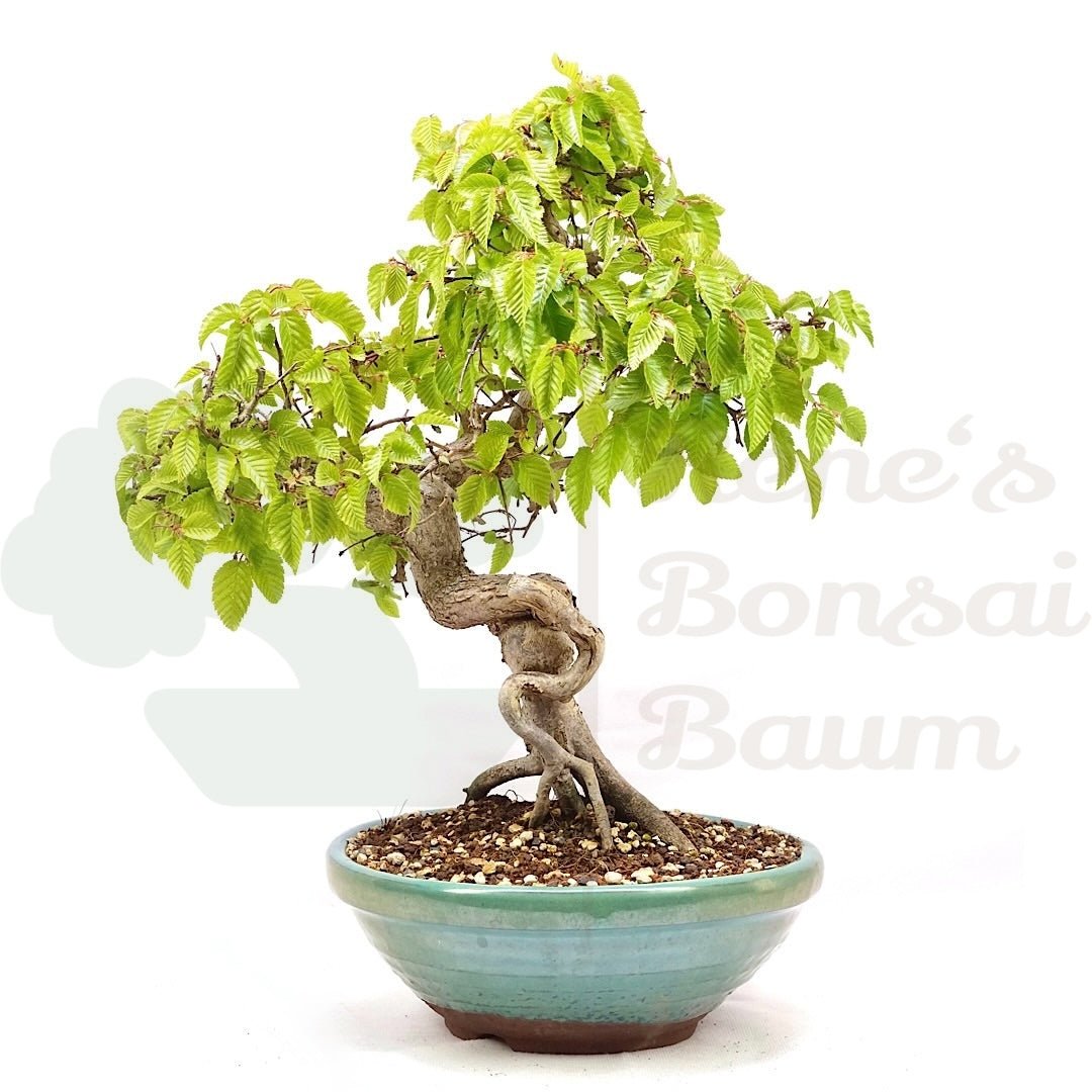 Koreanische Hainbuche ‚Carpinus turczaninowi‘