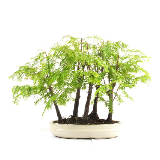 Urwelt Mammutbaum Wald 'Metasequoia glyptostroboides'