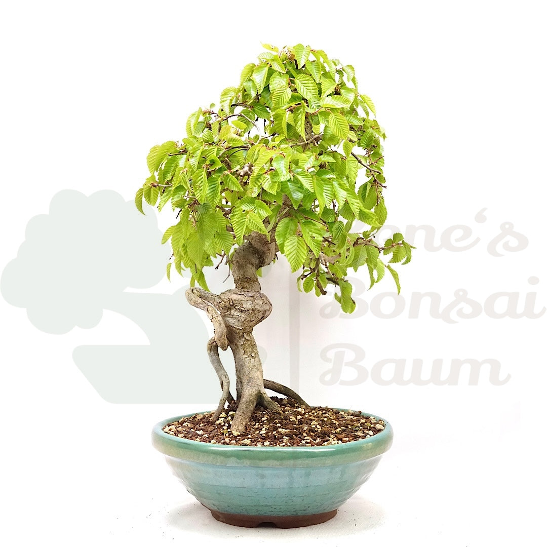 Koreanische Hainbuche ‚Carpinus turczaninowi‘