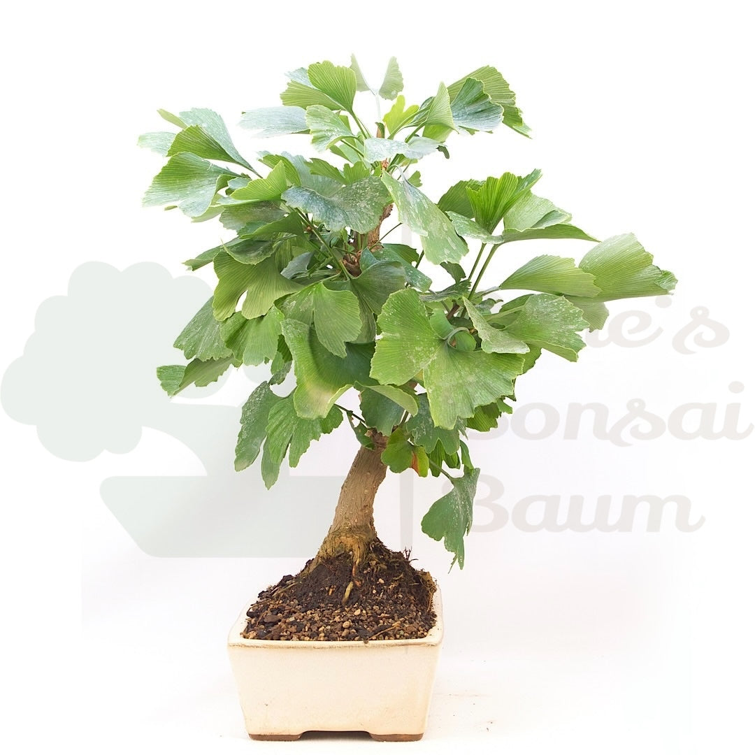 Ginkgo biloba 'Fächerblattbaum'