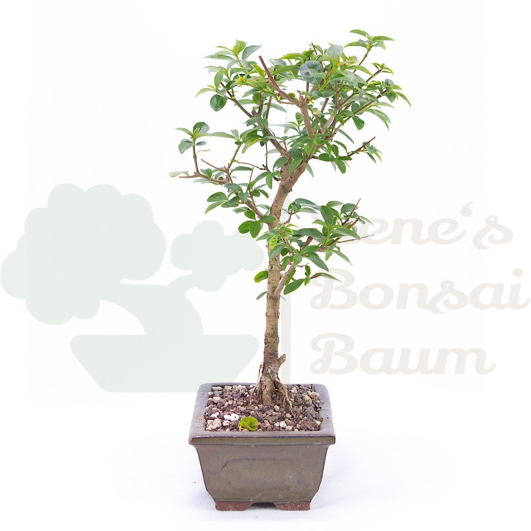 Gewöhnlichen Liguster
‚Ligustrum vulgare‘