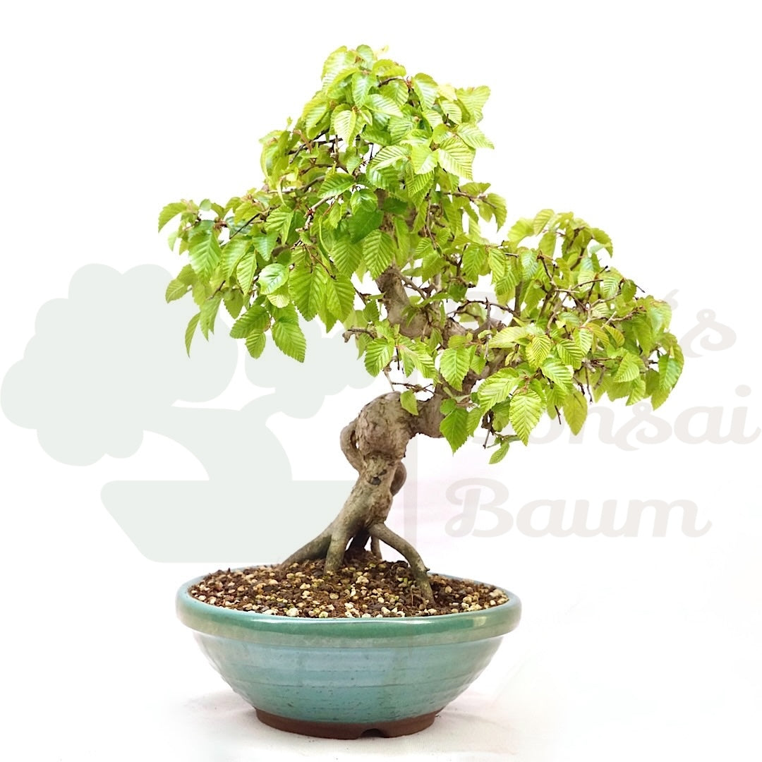 Koreanische Hainbuche ‚Carpinus turczaninowi‘
