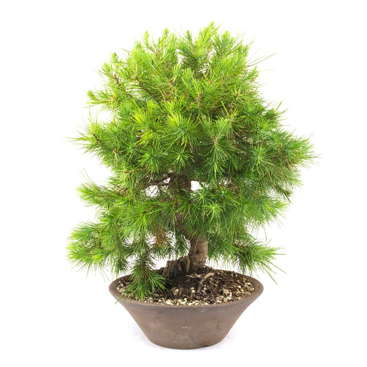 Aleppo-Kiefer 'Pinus halepensis'