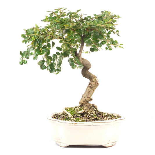 Fächer- Zwergmispel 'Cotoneaster horizontalis'