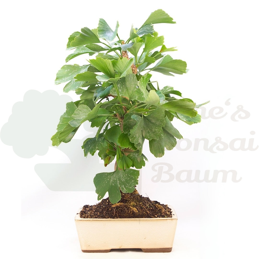 Ginkgo biloba 'Fächerblattbaum'