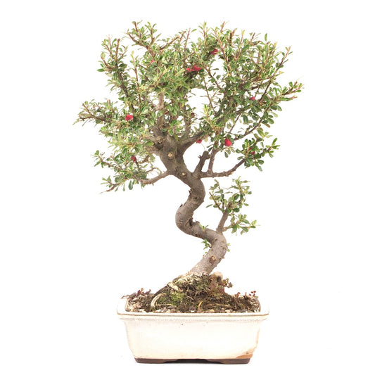 Fächer- Zwergmispel 'Cotoneaster horizontalis'