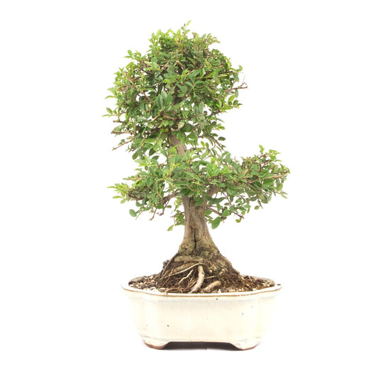 Japanische Ulme 'Ulmus japonica'