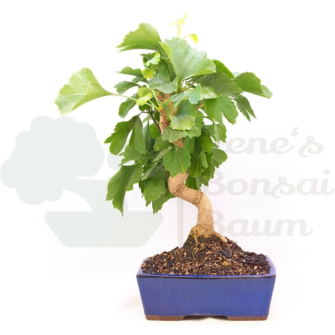 Ginkgo biloba 'Fächerblattbaum'