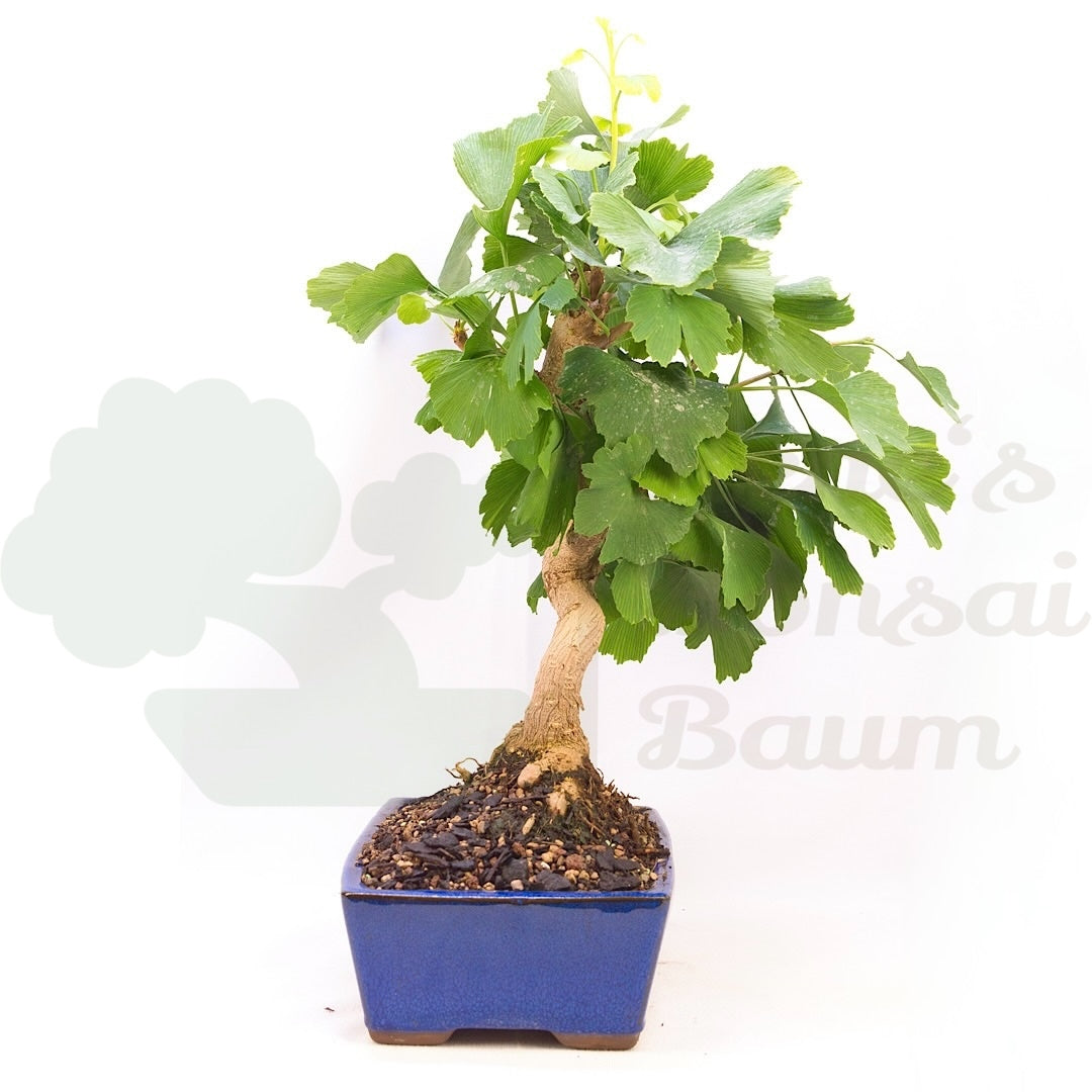 Ginkgo biloba 'Fächerblattbaum'