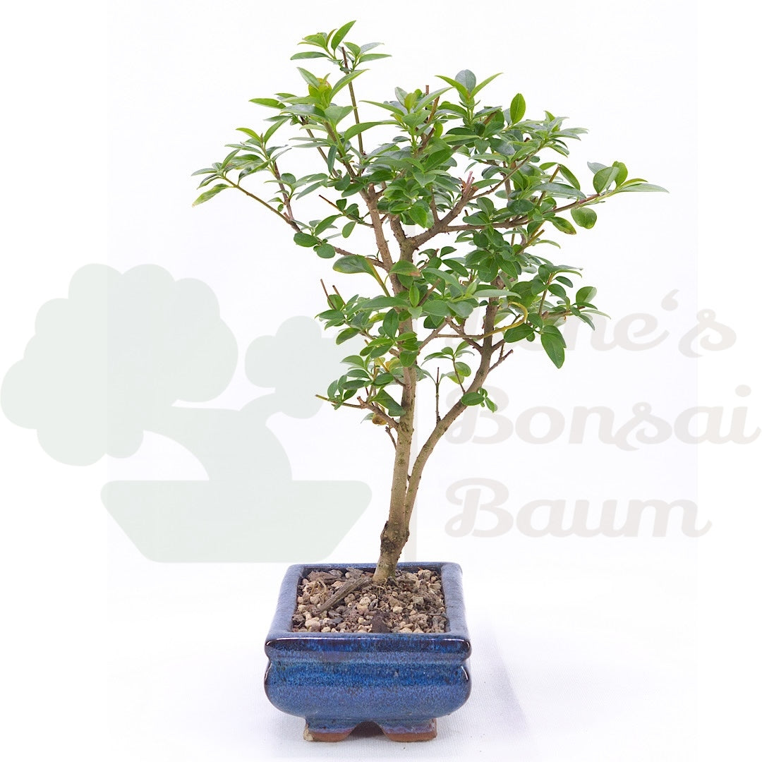 Gewöhnlichen Liguster ‚Ligustrum vulgare‘