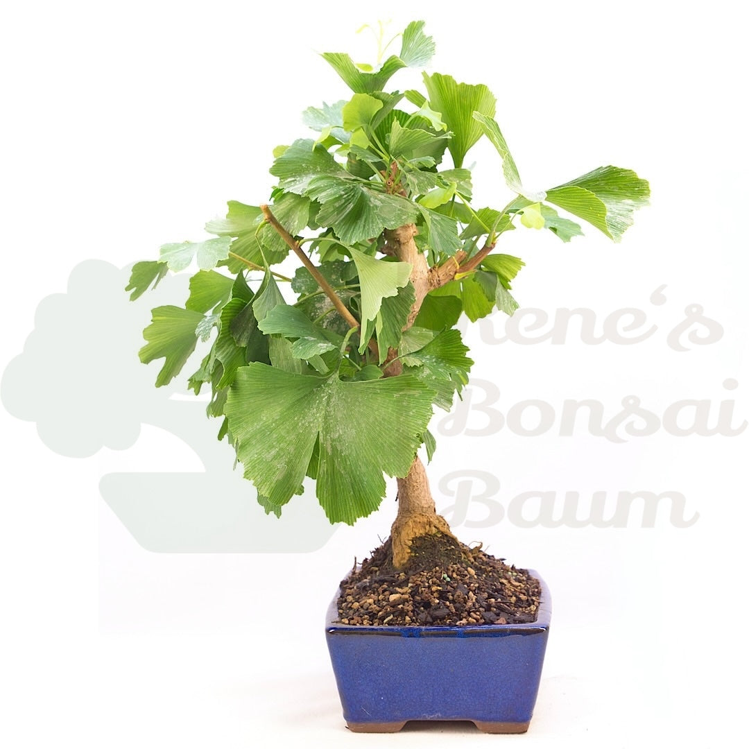 Ginkgo biloba 'Fächerblattbaum'