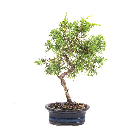 Chinesischer Wacholder 'Juniperus chinensis kyushu'
