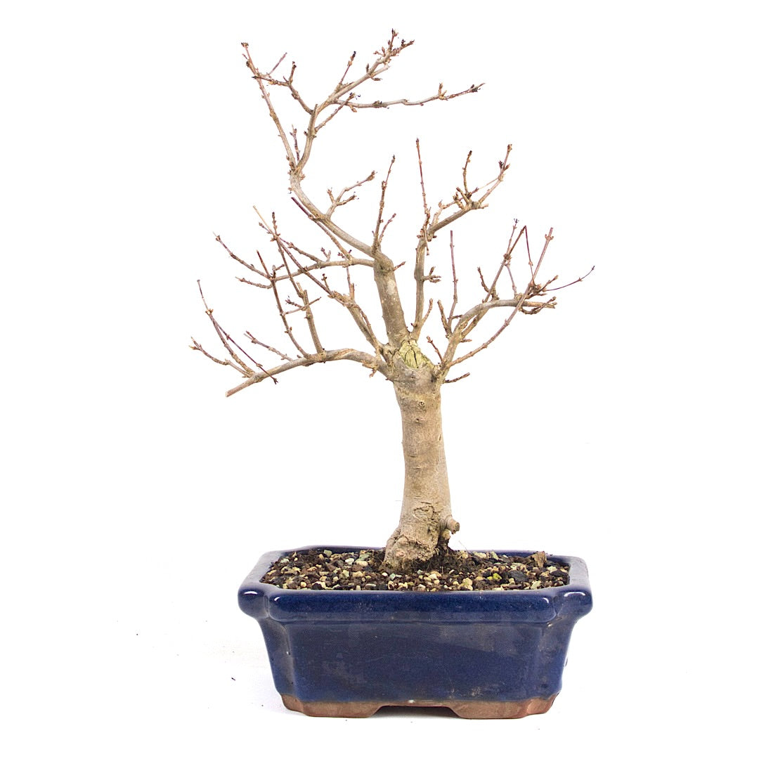 Dreispitz-Ahorn 'Acer buergerianum'