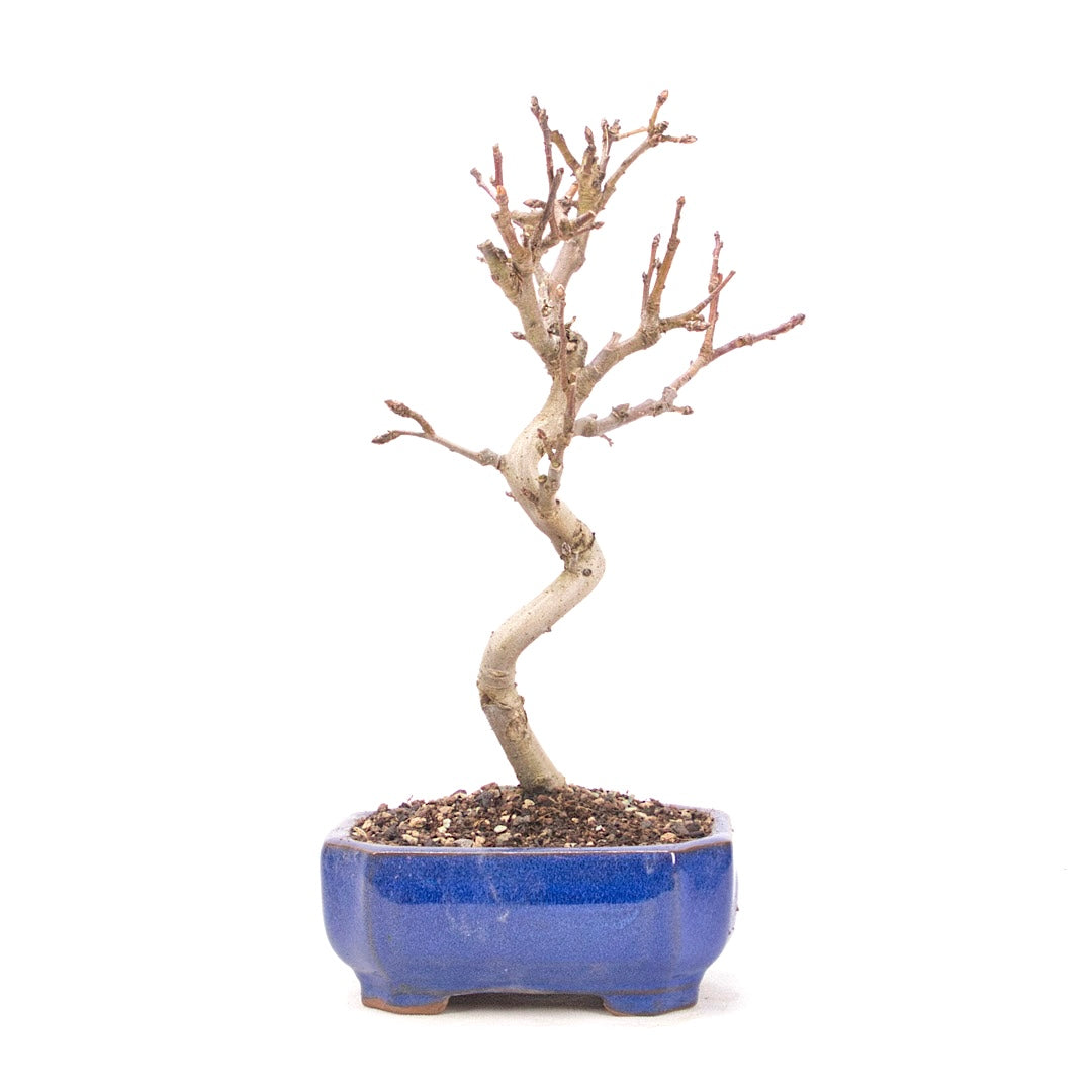 Zierapfel 'Malus spec.'