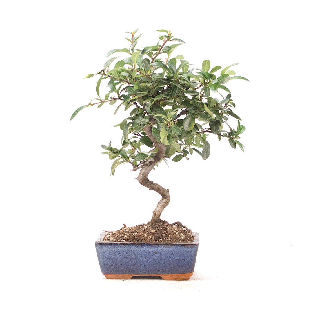 Feuerdorn 'Pyracantha coccinea'