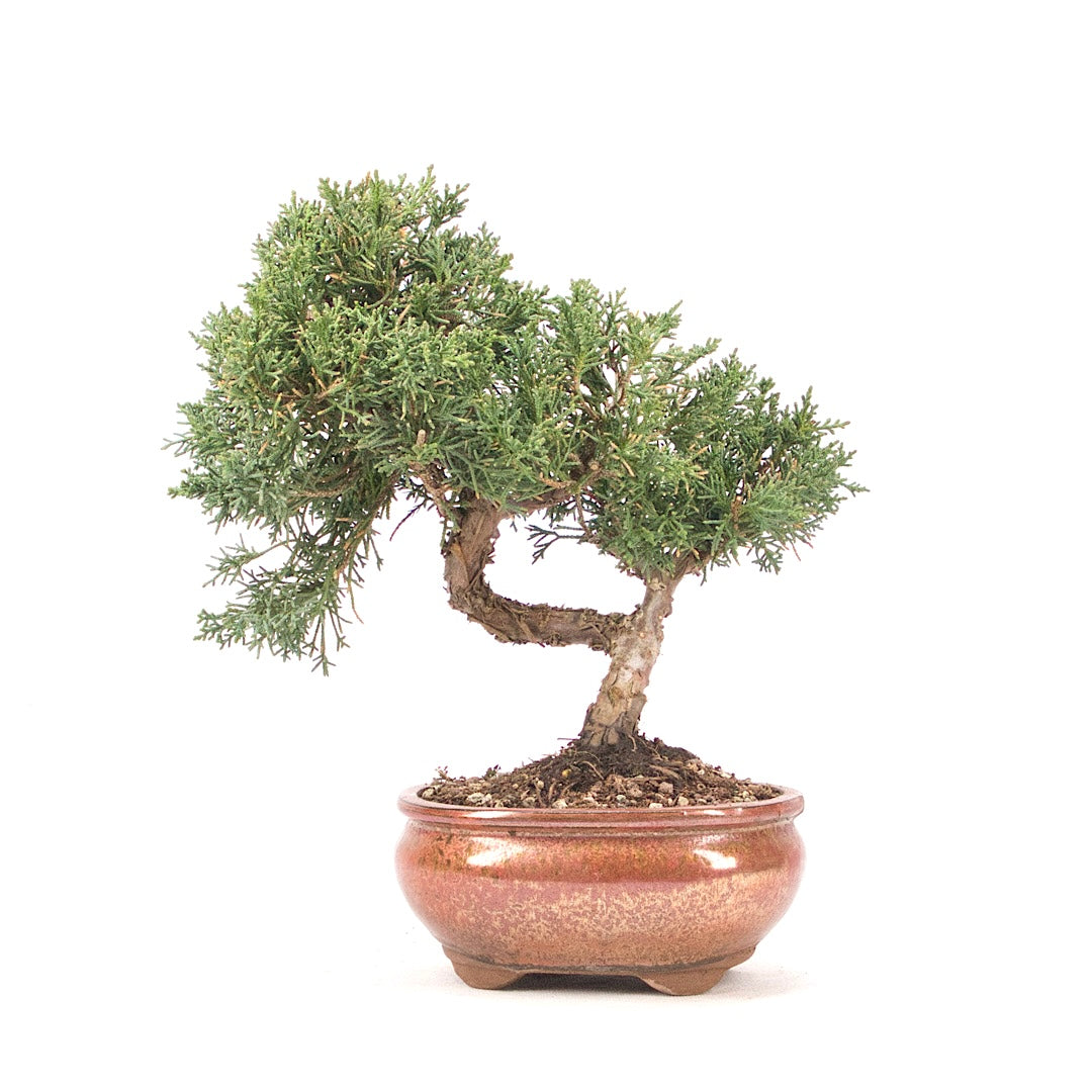 Chinesischer Wacholder 'Juniperus chinensis kyushu'