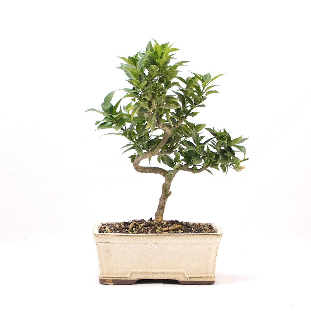 Bitterorange 'Citrus myrtifolia'