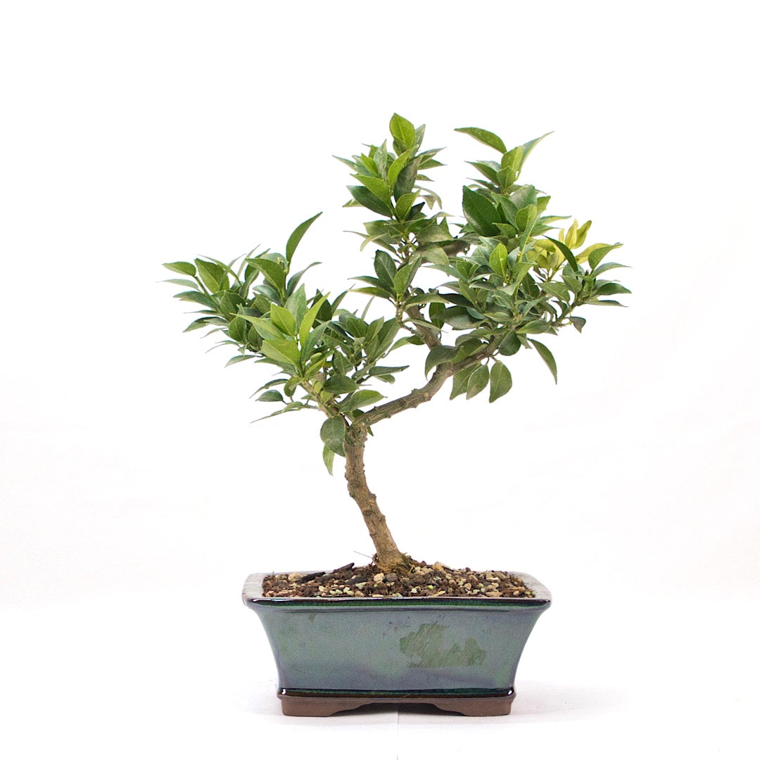 citrus myrtifolia bonsai Bonsai Bitterorange 'Citrus myrtifolia' 9 Jahre / Rene's Bonsai Baum –  Rene's Bonsai Baum