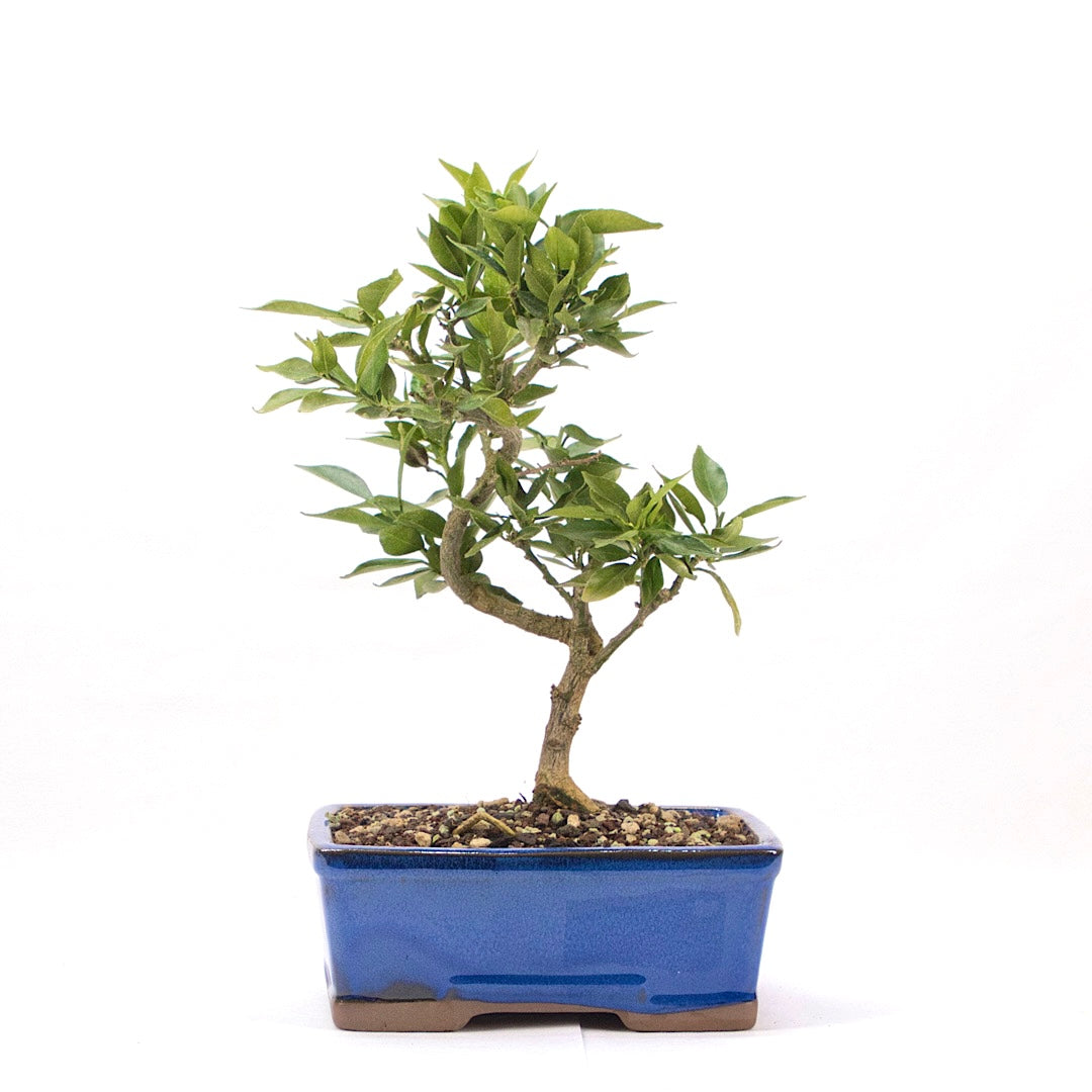 Bitterorange 'Citrus myrtifolia'