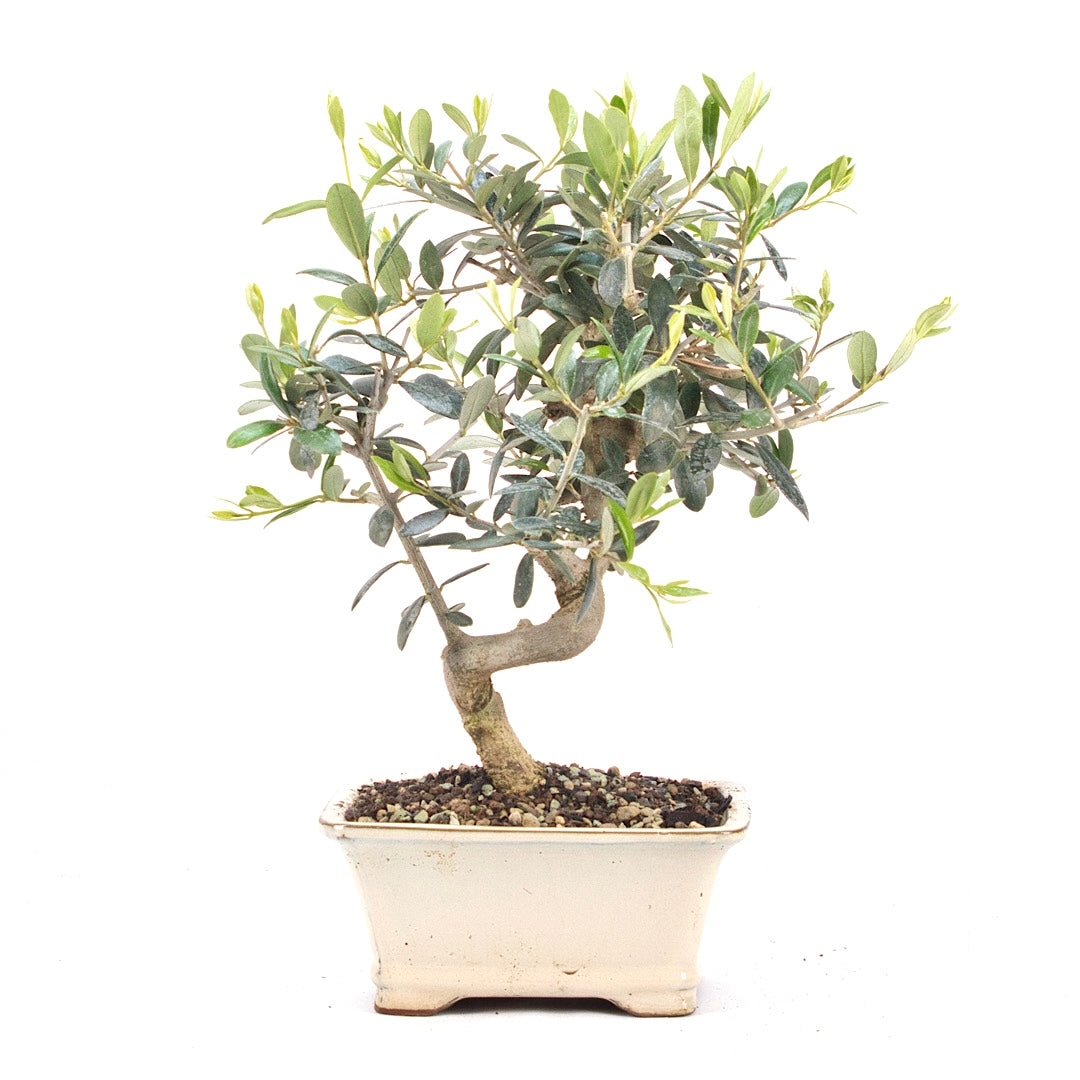 Olive 'Olea europaea'