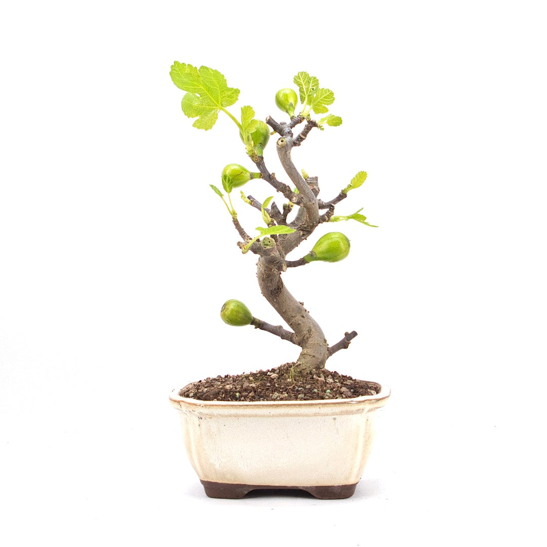 Essfeige 'Ficus carica'