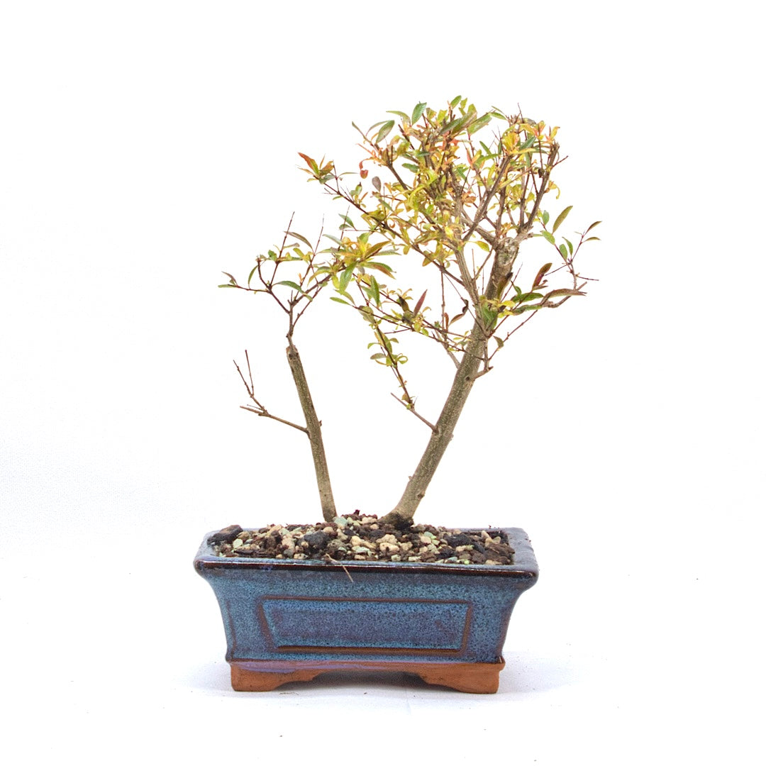 Granatapfel 'Punica granatum'