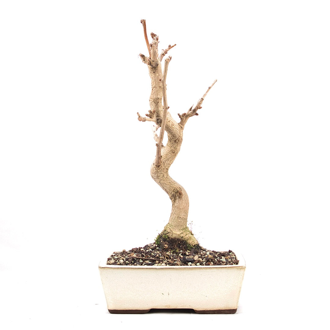 Ginkgo biloba 'Fächerblattbaum'