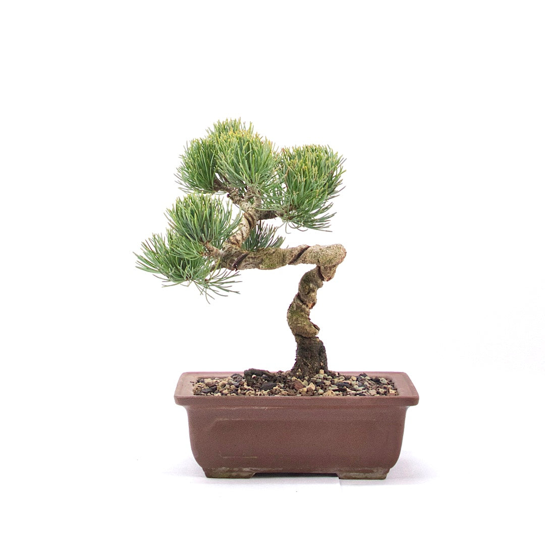 Bonsai Mädchenkiefer 'Pinus pentaphylla' 16 Jahre / Rene's Bonsai Baum –  Rene's Bonsai Baum