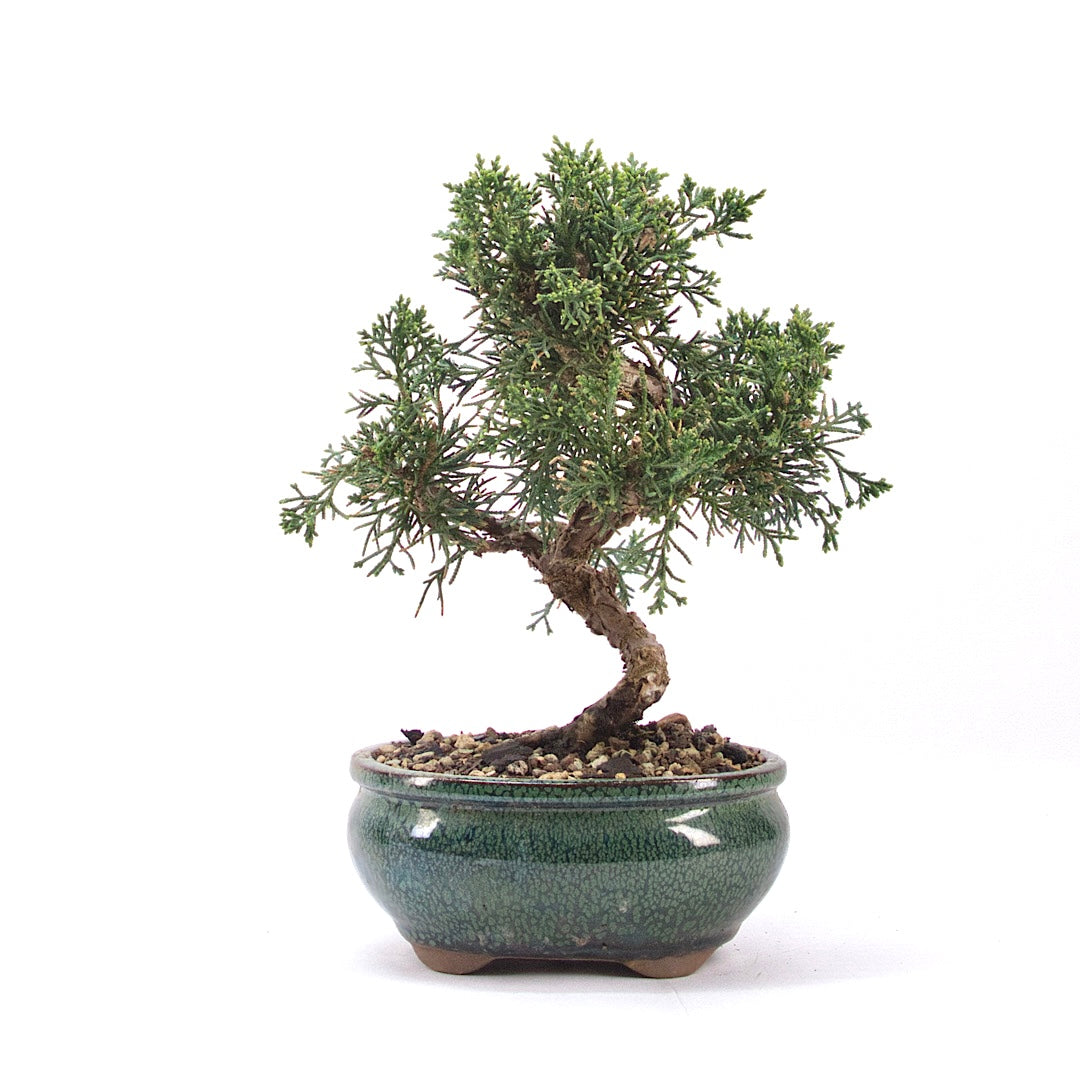 Chinesischer Wacholder 'Juniperus chinensis kyushu'