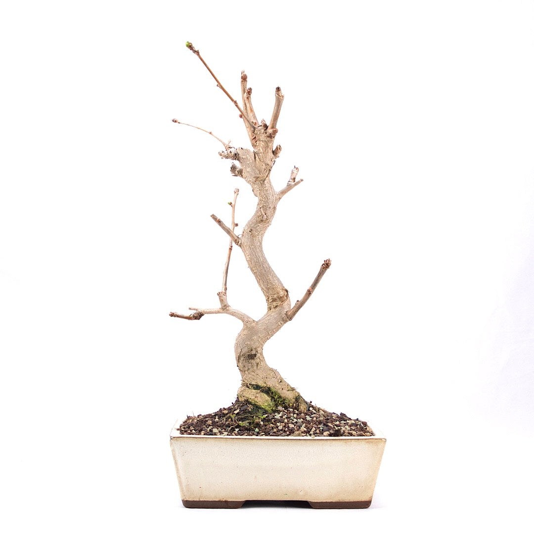Ginkgo biloba 'Fächerblattbaum'