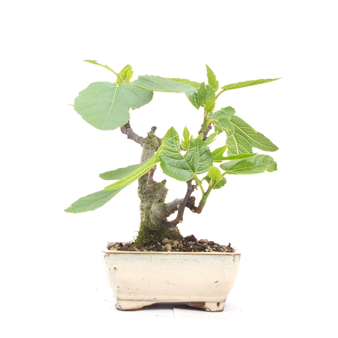 Essfeige 'Ficus carica'