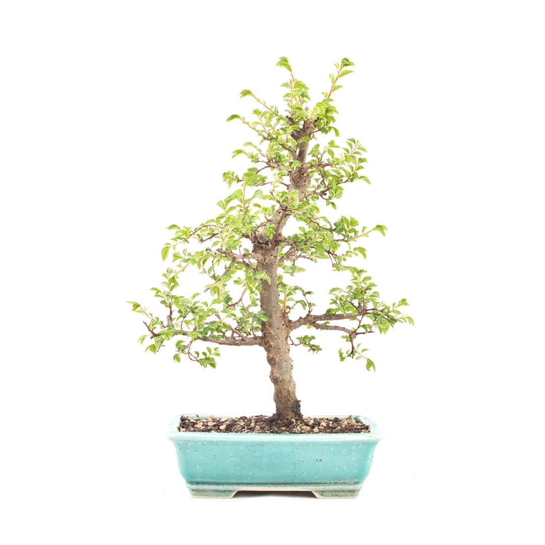 Japanische Ulme 'Ulmus japonica'