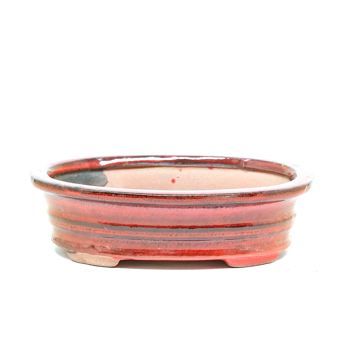 bonsai baum schale Bonsai Schale Rot Oval 16,5 x 12,5 x 4,5 / Rene's Bonsai Baum – Rene's Bonsai  Baum