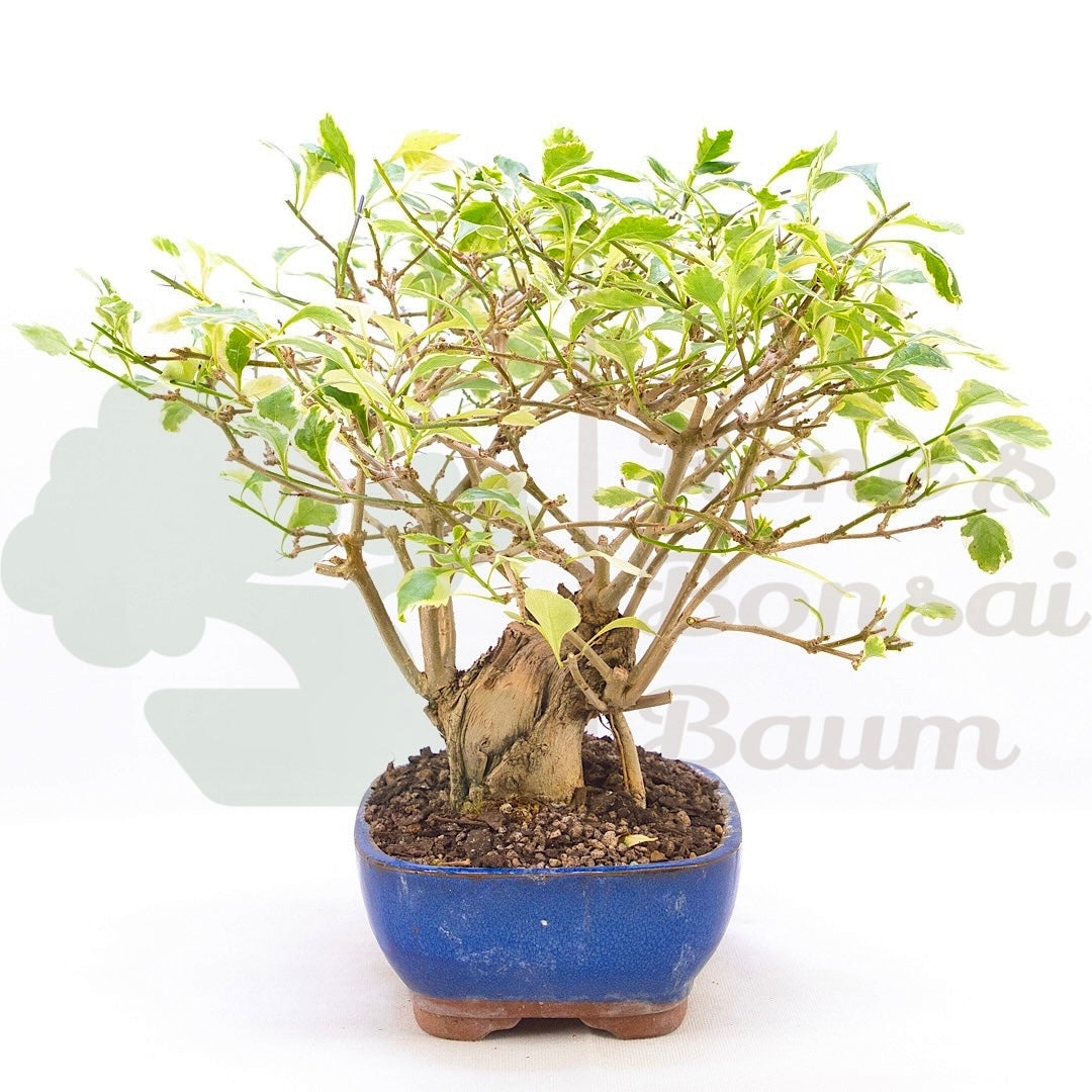 Himmelsblume 'Duranta repens'
