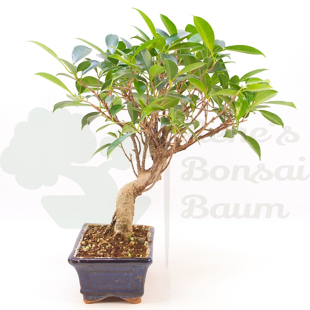 Chinesische Feige 'Ficus Retusa'