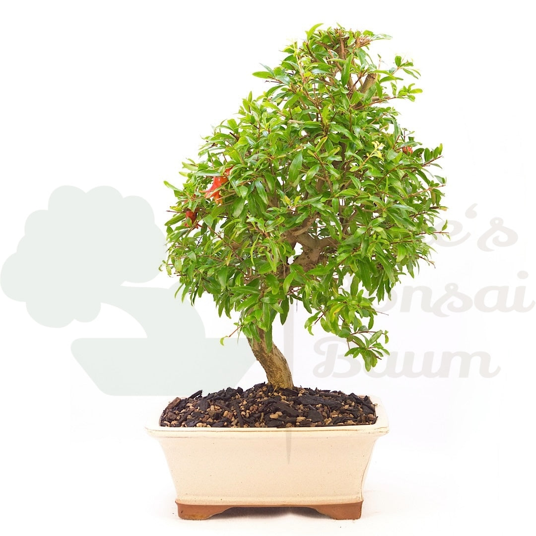 Granatapfel 'Punica granatum'
