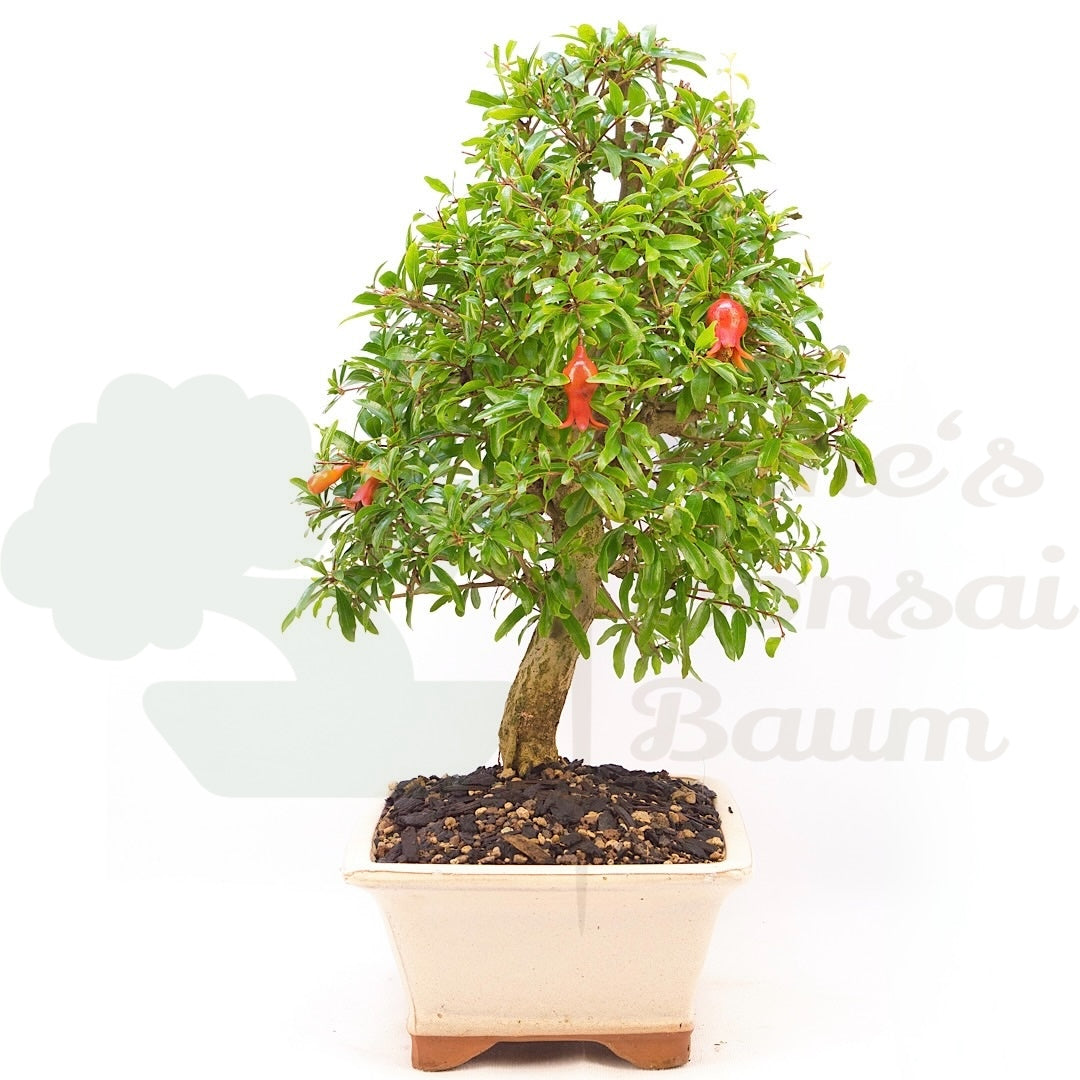 Granatapfel 'Punica granatum'