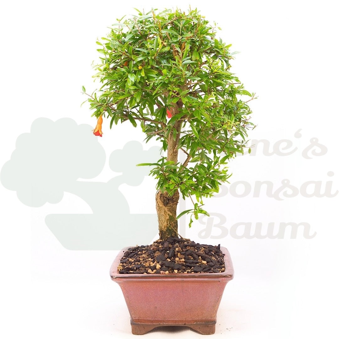 Granatapfel 'Punica granatum'