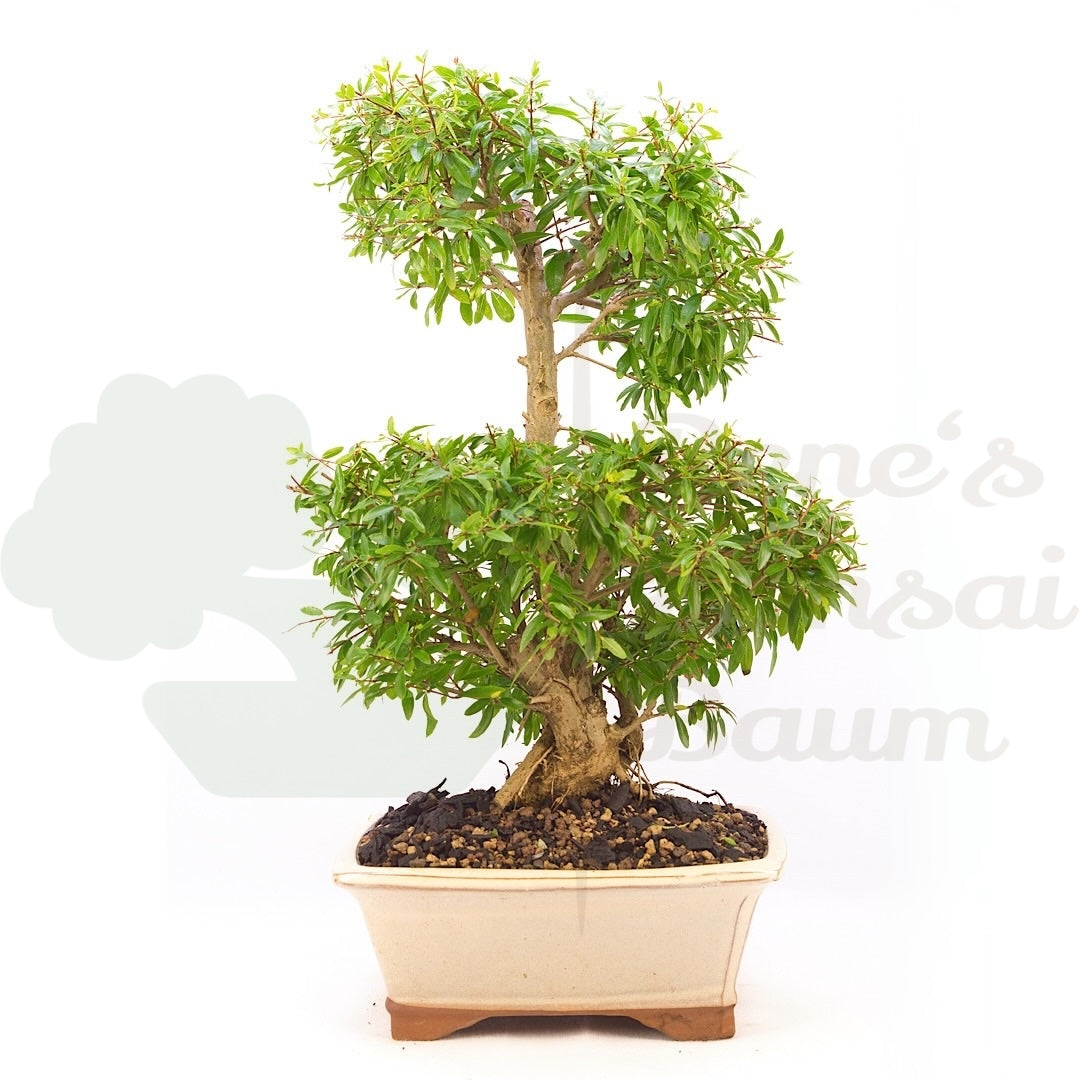 Granatapfel 'Punica granatum'